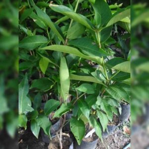 ต้นพันธุ์ชมพู่ทับทิมจันทร์