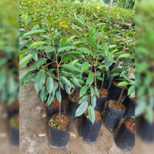 ต้นพันธุ์ทเรียนชะนี