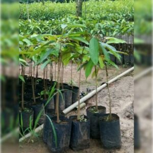 ต้นพันธุ์ทุเรียนหมอนทอง