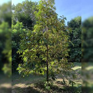 ต้นพันธุ์ทุเรียนหมอนทอง