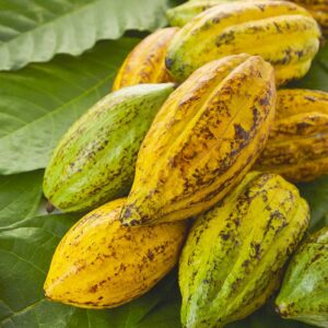 ผลโกโก้ดิบ (ต่อกิโลกรัม)