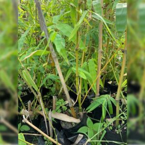 กิ่งพันธุ์ไผ่กิมซุง