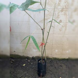 กิ่งพันธุ์ไผ่ปักกิ่ง