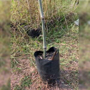 กิ่งพันธุ์ไผ่ปักกิ่ง