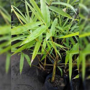 กิ่งพันธุ์ไผ่สีสุก