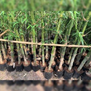 กิ่งพันธุ์ไผ่เลี้ยง