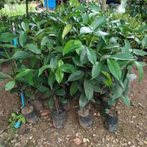 ต้นพันธุ์มังคุด