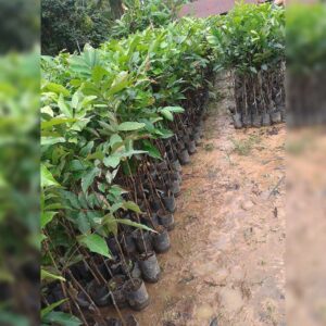 ต้นพันธุ์เงาะโรงเรียนตัวผู้