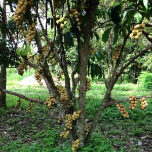 ต้นพันธุ์ลองกอง