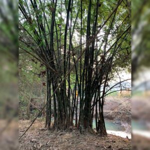 กิ่งพันธุ์ไผ่สีสุก