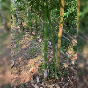 กิ่งพันธุ์ไผ่เลี้ยง