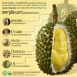 วิธีการดูทุเรียนแก่ ที่พร้อมรับประทาน เพื่อให้ได้รสชาติอร่อย