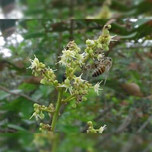 ต้นพันธุ์เงาะโรงเรียนตัวผู้