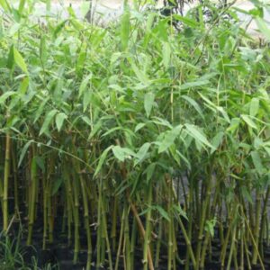 กิ่งพันธุ์ไผ่กิมซุง